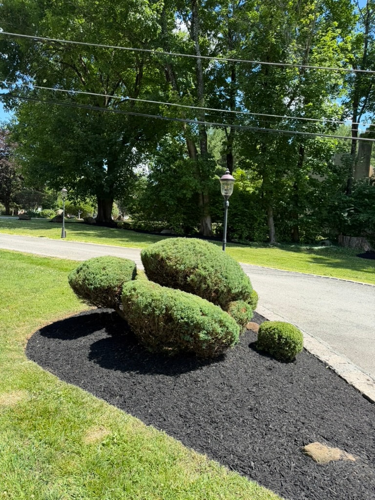 Trimmed and shaped shrubs along the roadside in West Chester, PA
